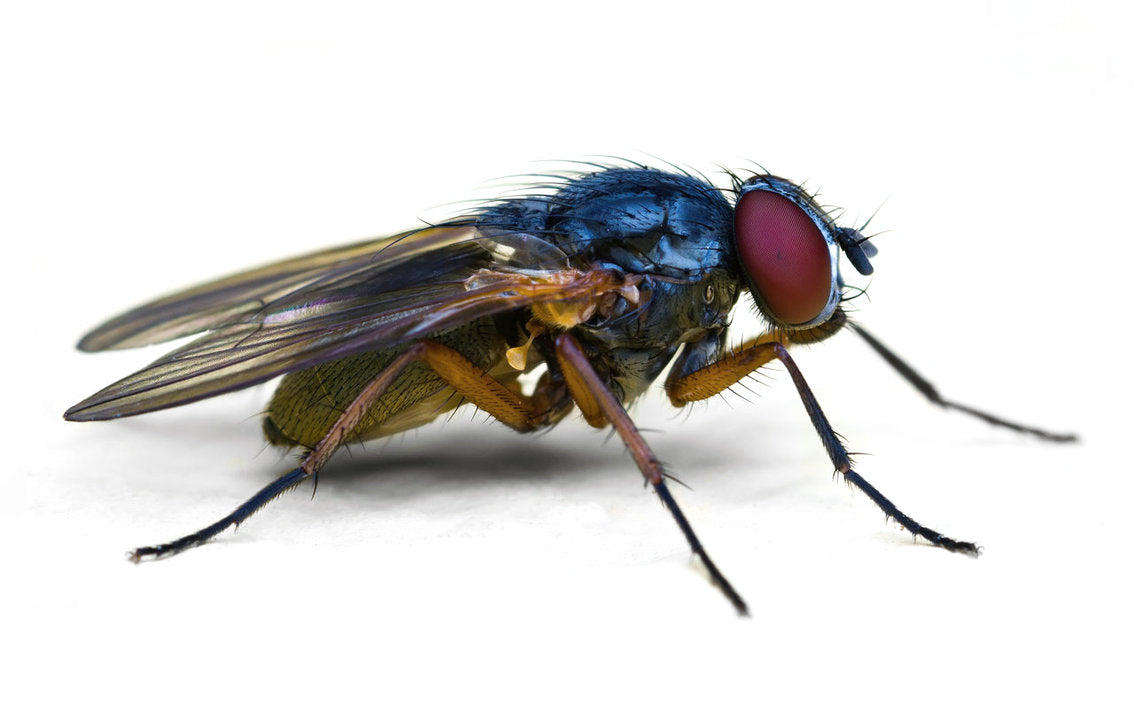 Types of Flies | Fly Infestation | How Can a Fly Repellant Fan Help?