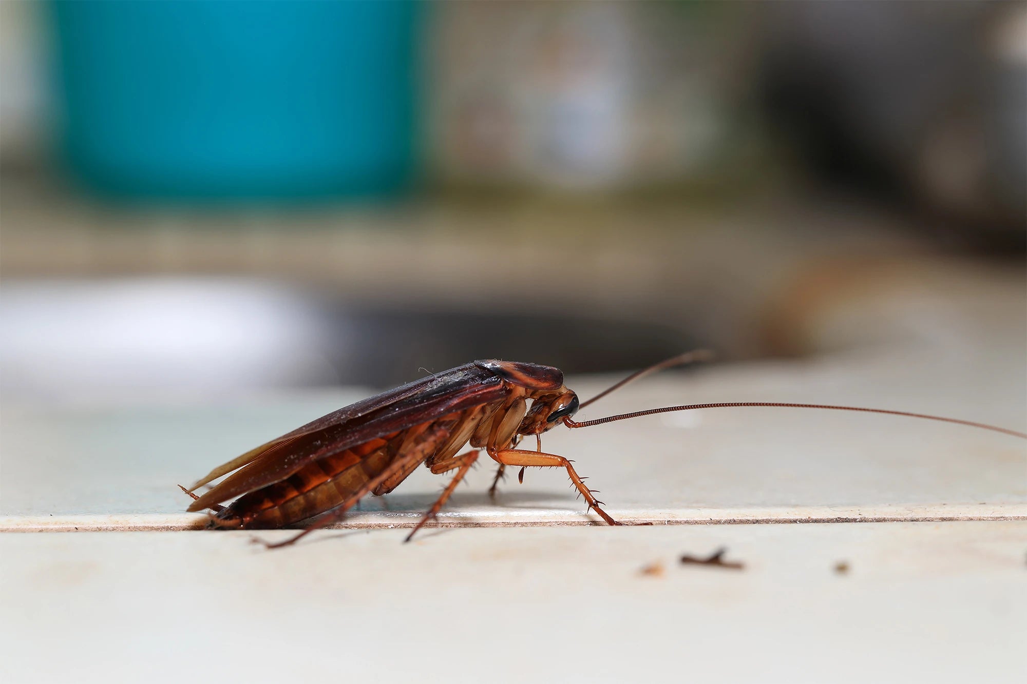 Why do cockroaches come out at night?